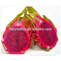 Planting White Red dragon fruit seeds/Pitaya cactus seeds/Hylocereus undatus seeds/dragonfruit seeds